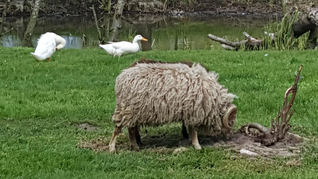 Bed&Breakfast De Koegang Zuidermeer Buitenkant foto